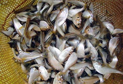 Stocking forage fish such as threadfin shad will improve bass growth, opposed to stocking more Largemouth bass to resolve perceived poor bass genetics.