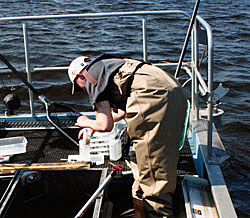 Examining stomach contents of bass.