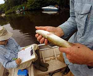 Here s a fish recaptured after three weeks