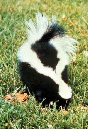 Skunk hair