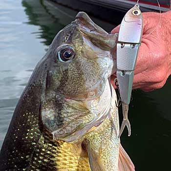 Jordan's 44 Mag swimbait was modeled after a blueback herring built explicitly for magnum spotted bass, aka "Mags."