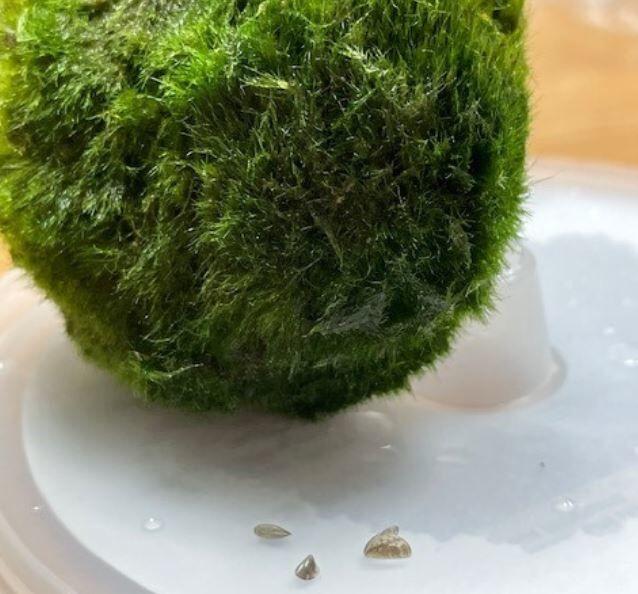 A moss ball with zebra mussels.