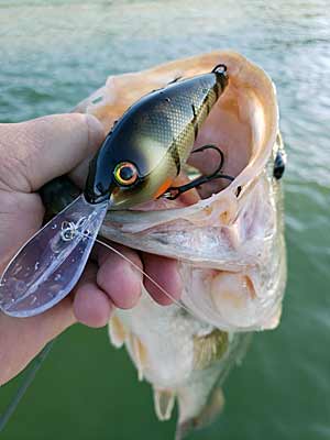 A solid largemouth landed with a deep crankbait on an offshore rockpile.