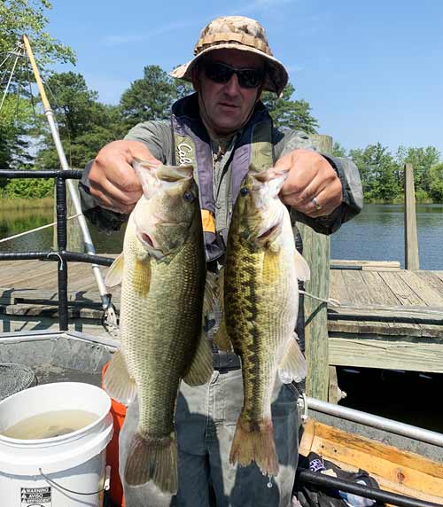 Scott Herrmann, DWR Fisheries Biologist, holding a largemouth bass (left) and an Alabama bass (right) for comparison. Both of these fish were encountered during a DWR electrofishing survey in the summer of 2020.