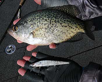 Bass feed on small crappie at the lakes Rick Fishback frequently fishes, so he matches the hatch with his lure color choices.