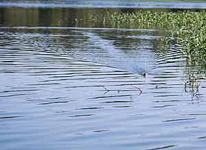 Shallow-water grass is a prime place to fish buzzbaits. But don’t be afraid to throw them along docks floating over deep water, where bass suspend to escape summer heat.