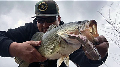 Lures are tools for bank anglers just as they are for those fishing from a boat. Swimbaits are hard to beat when bass are shallow in the spring. Photo by Ray Quijano