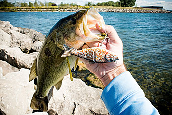 It takes skill to consistently catch bass, including big ones, from the bank. Understanding how bass react to lures and seasonal changes is important to accomplishing that. Photo courtesy of Charles Waldorf