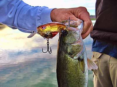 Crankbait bass