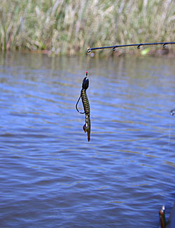 Only peg the weight on your Texas rig when fishing heavy cover. When you do, leave some space between the peg and the weight. That gives your lure more action. Photo by Pete M. Anderson