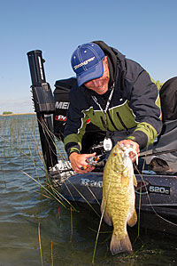 Joe Balog caught this chunky smallmouth bass by working a fluke near its bed.