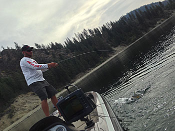 Any many smallmouth are lost at the side of the boat, Clausen is especially careful to play the right angles and keep tension at all times. Even the slightest bit of slack will put the odds in favour of a smallmouth being able to throw the bait.