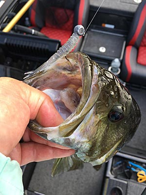 Bass in cold water have a slow metabolism, making them more likely to strike small lures, such as a Freestyle jig and soft-plastic lure, fished right in front of them. Photo courtesy of Paul Mueller