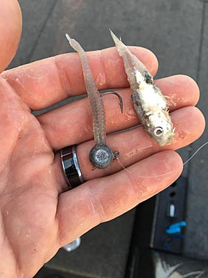 Wintertime bass have a diet rich in baitfish, so choose lures that match them. Photo courtesy of Paul Mueller