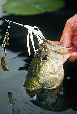 You can’t go wrong with a white spinnerbait, tubes and a black and blue Booyah Boo jig-n-pig for Nebraska largemouths.