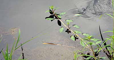 You’ll find varying amounts of aquatic vegetation in shallow water. The less of it, the faster you can — and should — retrieve your crankbait. Photo by Pete M. Anderson