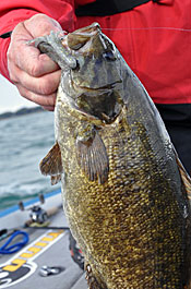 Sometimes, a Bass Pro Shops Tender Tube can trigger key bites when a thicker tube will not. Photo Credit:  Jonathan LePera