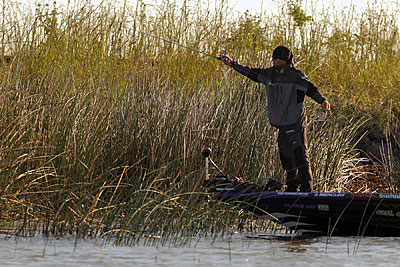 Punch rigs, like what Aaron Martens used to win the 2015 Bassmaster Elite Series event on Lake Havasu, are the most efficient lure to use inside emergent grass beds. They are weedless, and their profile mimics what the bass there eat. Photo by B.A.S.S./Seigo Saito.