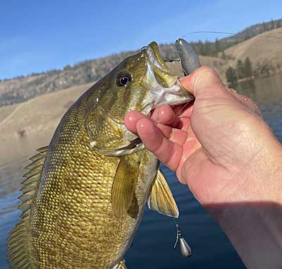 A larger drop-shot bait can be the ticket when the bass are eating large baitfish.