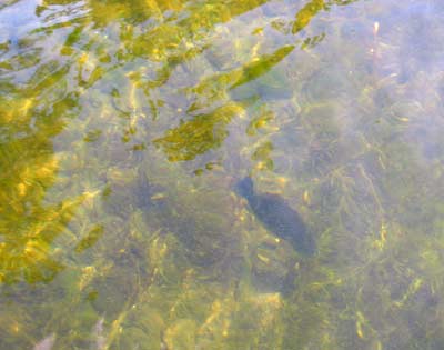 Fall fishing isn’t all about deep water, at least early in the season. Largemouth, for example, can be found on the inside edges of shallow aquatic vegetation beds as long as the grass remains green. If the water is clear, you can see them swimming along them. Photo by Pete M. Anderson