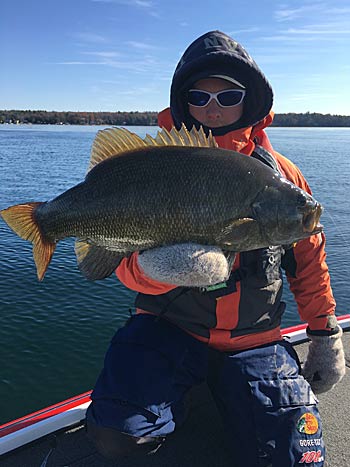 As water temperatures drop in fall, smallmouth return to the shallows from deeper summertime haunts to feed on baitfish. Moving lures, especially spinnerbaits, are a great way to catch them. Photo courtesy of Brad Paradis