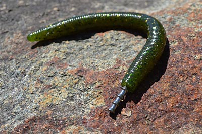 Insert the weight into the thicker end of the worm in your Neko rig. That pins it to the bottom, leaving the thinner tail to create action. Photo by Pete M. Anderson