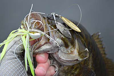 It’s a step-by-step process to become a better bass angler. Learning when and where to fish a few lures, including a spinnerbait, first makes it easier to learn others later. Photo by Pete M. Anderson