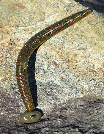 Stick worms, which quiver as the sink, excel when they are fished without a weight. Rigging them on a heavy shaky head creates a finesse offering with a large profile that can be presented to bass holding on deep structure. [PHOTO BY PETE M. ANDERSON]