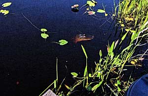 Most habitat consists of shoreline plants in this tannic pond. 