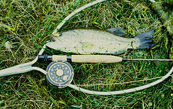 This largemouth was caught on an Eelworm Streamer, which is the fly-fisher’s alternative to a rubber worm.