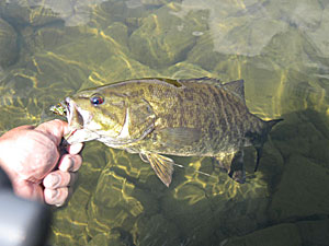 Guide Brian Shumaker says fly fishing can out produce conventional tackle during the dog days of summer, when low, clear water puts smallmouth bass on guard. Photo courtesy of Brian Shumaker.