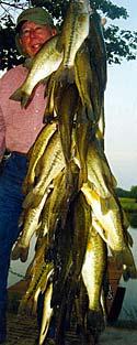 This stringer of fish was purposefully removed from a bass-crowded, 25 acre lake.