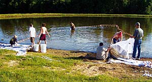 This pond was overcrowded with sunfish. The owner bought a large seine and uses it faithfully to harvest bluegill to stock into his fishing lakes.