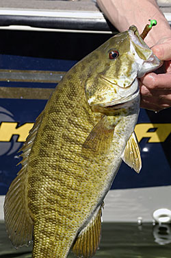 The theory that smallmouth movement is tied to roving schools of baitfish is probably not true. Bass can find ample food sources right where they live, or within a relatively short distance.