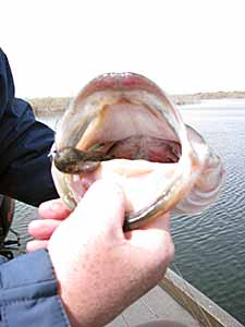 Tidal fishing