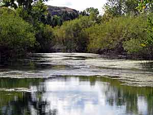 The Muckity-Muck of Your Pond