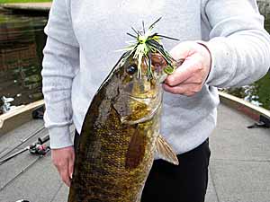 Smallmouth bass