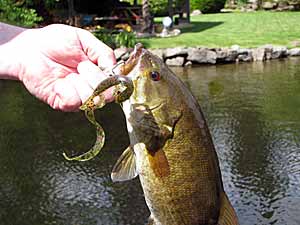 Summer smallmouth