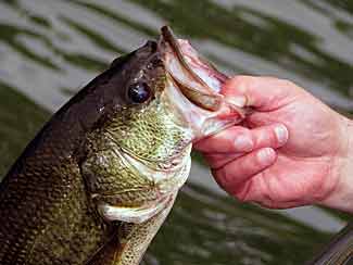 Largemouth bass