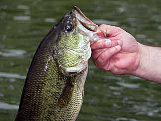 largemouth bass