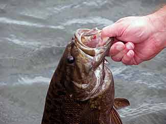 Smallmouth Bass in Pond