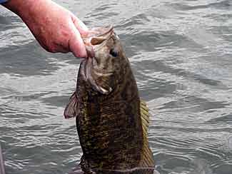 Stocking Smallmouth Bass