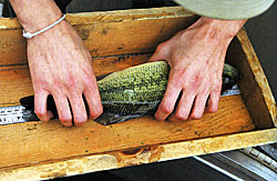 Getting accurate measurements are important to evaluate the status of a fish population.