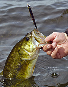 A close up of the fish and the lure you caught it on tells a story.