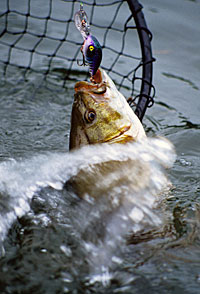 Don’t reach. More fish are lost because the netter reaches for the fish at the same time the angler gives the fish slack.