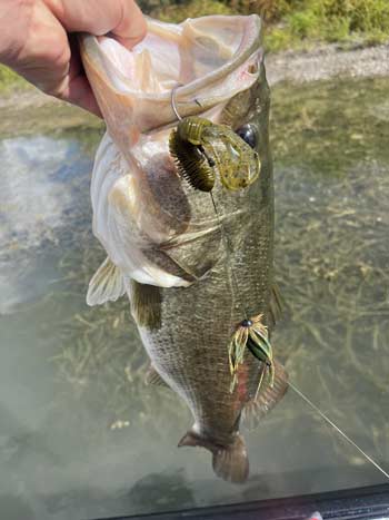 Punching through matted vegetation is an excellent approach for September bass fishing and can lead to some big bass during a tough time of year.