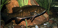 Smallmouth bass