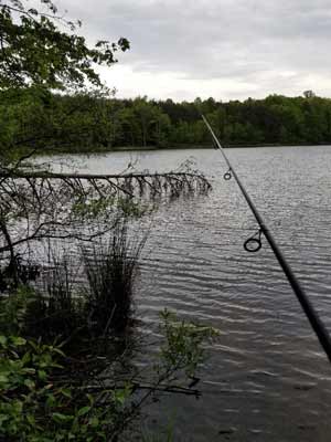 Laydowns are prime spots to find bass. When approaching them from the bank, work your way to the side, fishing down each limb. Lures brought along the trunk are more likely to snag. Photo by Pete M. Anderson