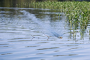 Just like emergent aquatic grasses, submerged vegetation has points, pockets and holes. Focus your presentations on those unique features to catch more bass. Photo by Pete M. Anderson