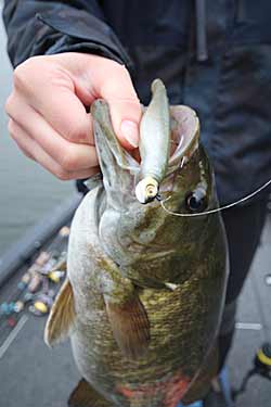 As the water temperature bottoms out at fall’s end, Bassmaster Elite Series angler Jeff Gustafson vertically fishes a Damiki style rig. He uses his electronics to precisely place the shad-shaped head and soft-plastic body directly above bass that he sees on his electronics. Photo courtesy of Jeff Gustafson